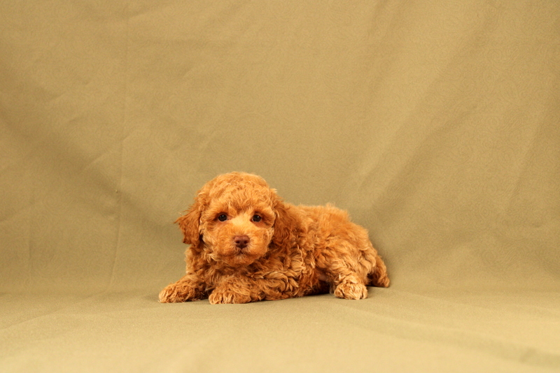 puppy, for, sale, Toy Poodle, Matthew B. Stoltzfus, dog, breeder, Gap, PA, dog-breeder, puppy-for-sale, forsale, nearby, find, puppyfind, locator, puppylocator, aca